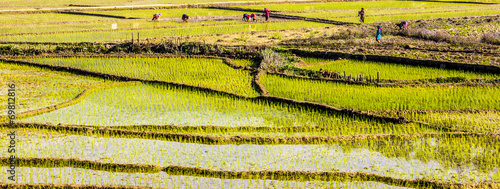 paddy fields, nepal