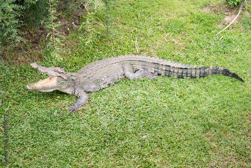 Crocodile opening the mouth resting on the grass