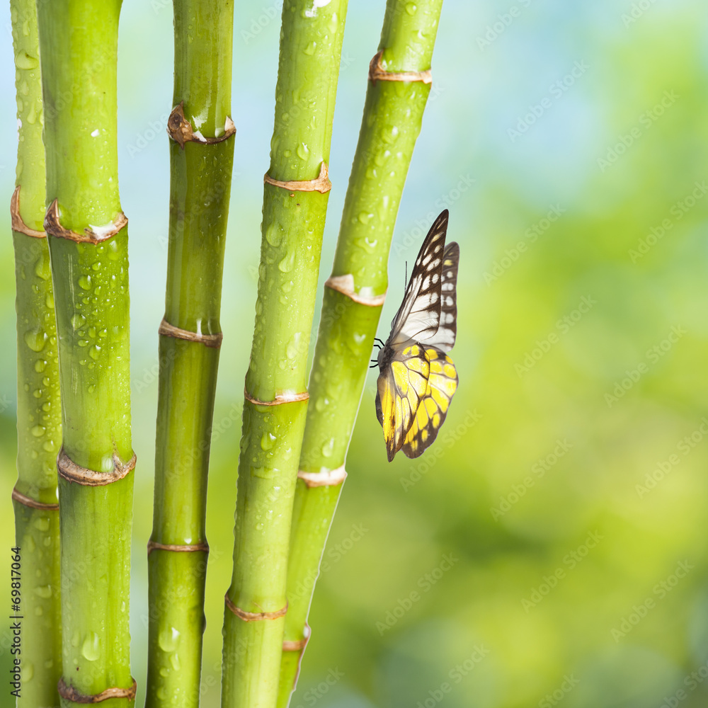 Fototapeta premium Butterfly with Bamboo