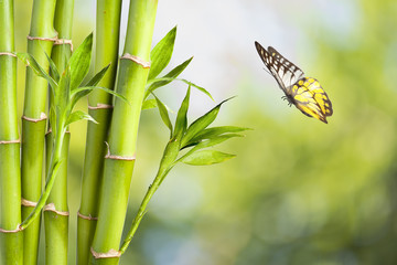 Deken met foto Bamboe Vlinder op bamboestengel in de natuur  © somchaij