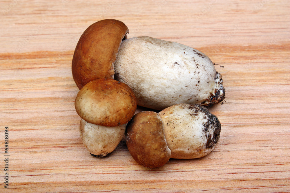 Three mushroom boletus Three mushroom boletus