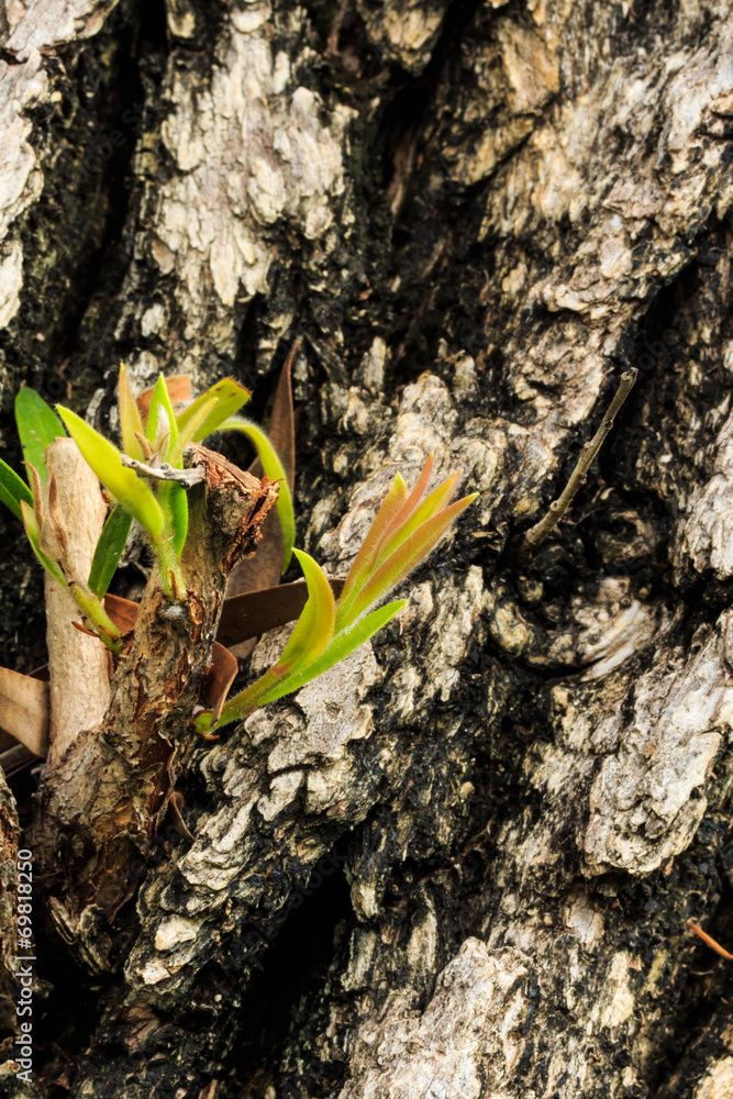 Tree Sprot in Spring.