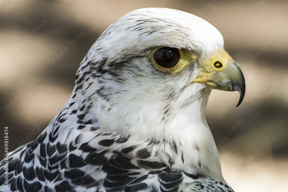 hawk, beautiful white falcon with black and gray plumage hawk, beautiful white falcon with black and gray plumage