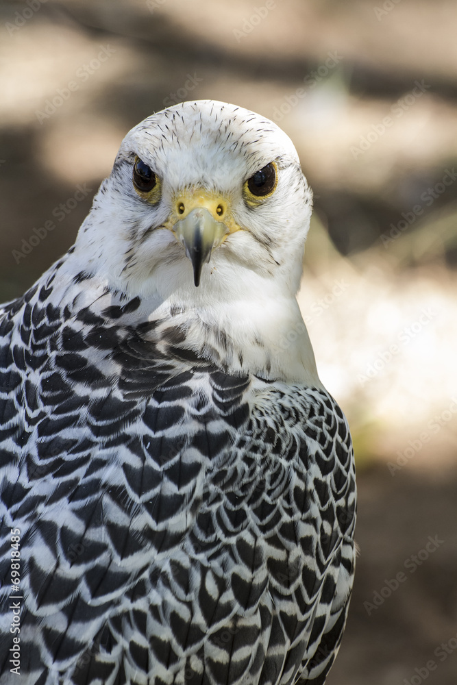beautiful white falcon with black and gray plumage