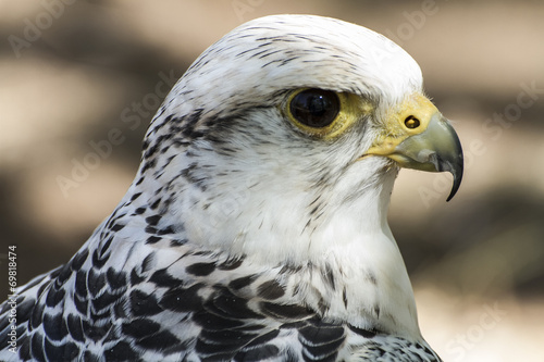hawk, beautiful white falcon with black and gray plumage © Fernando Cortés