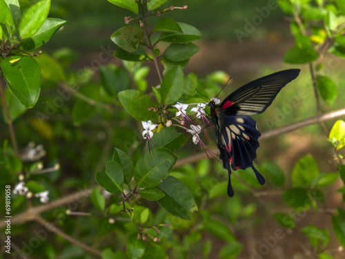 Papilio Polytes Butterfly on Clerodendrum Flower.