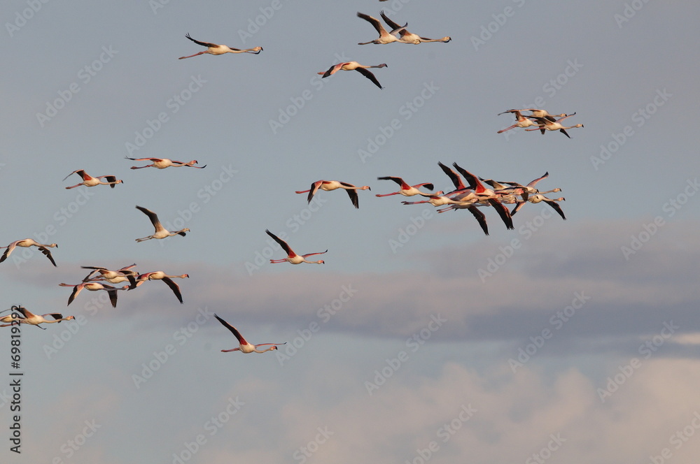 Rosaflamingo (Phoenicopterus ruber)