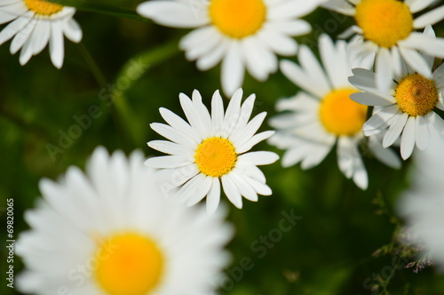 Close-up of a daisy flower