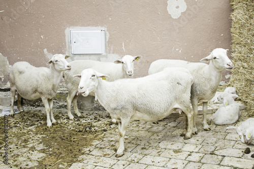 Fototapeta Naklejka Na Ścianę i Meble -  Sheep in pen