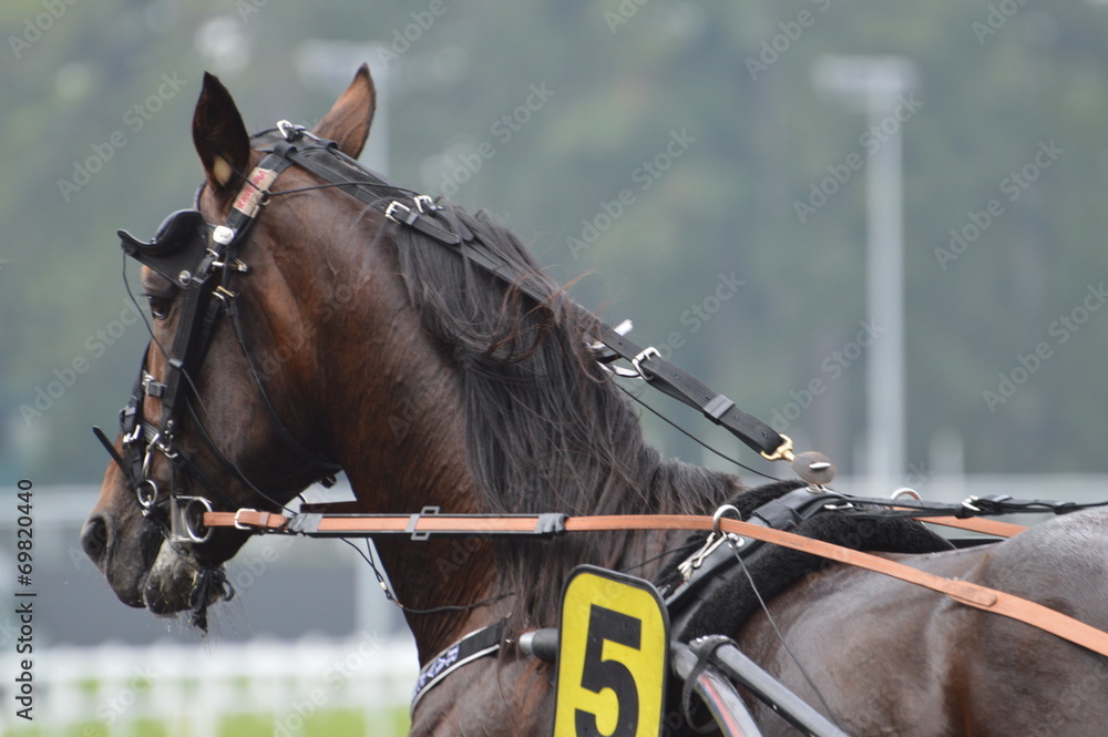 Obraz premium trotteur