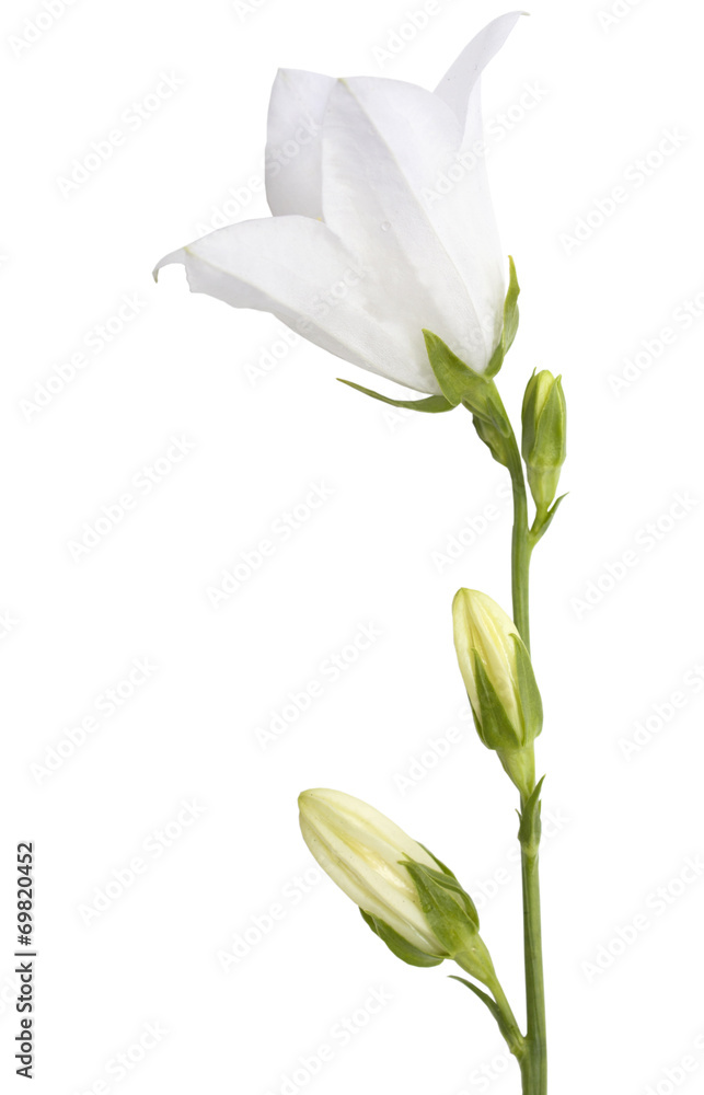 Bellflower Bellflower