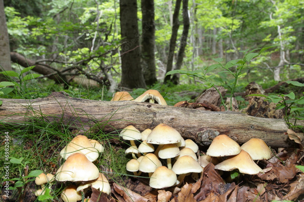 Fototapeta premium Hypholome en touffe (hypholoma fasciculare)