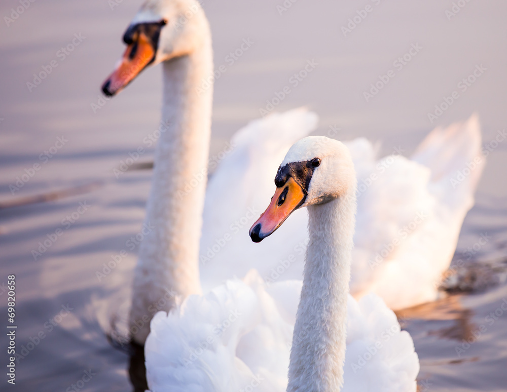 Obraz premium Floating swans