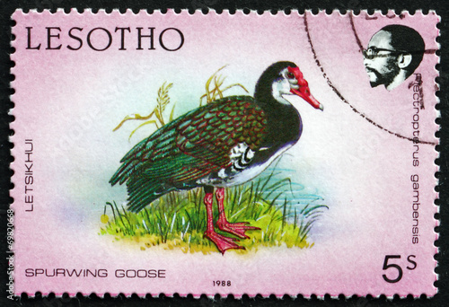 Postage stamp Lesotho 1988 Spurwing Goose, Bird photo