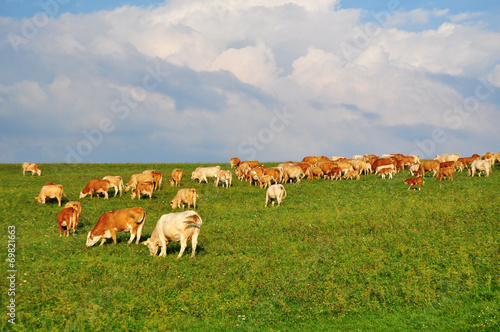 cows on pasture agriculture