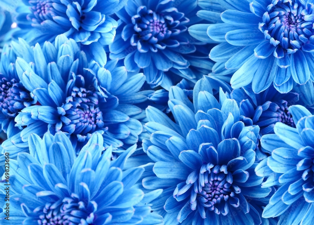 Naklejka premium Beautiful blue flowers, close-up