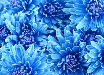Beautiful blue flowers, close-up