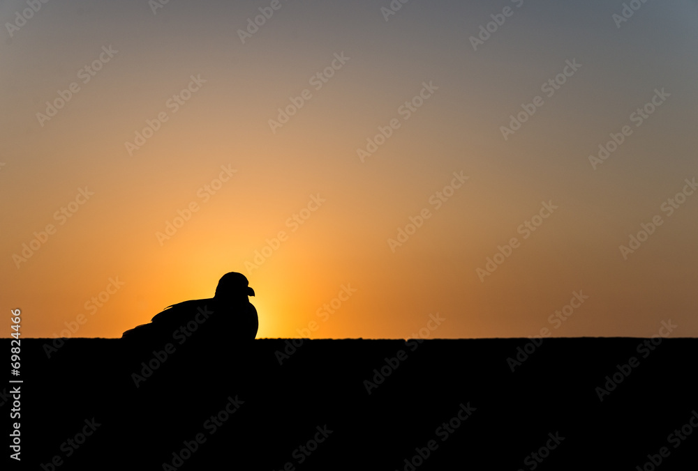 A seagull sits on the wall during sunset as silhouette picture