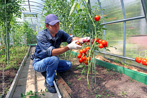 Worker processing the tomatoes bushes in the greenhouse