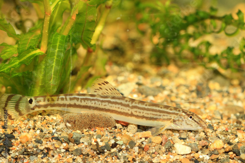 Schilderij op canvas Japanese common striped loach (Cobitis striata) in Japan