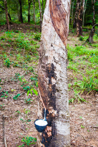 White latex extracted from a rubber tree