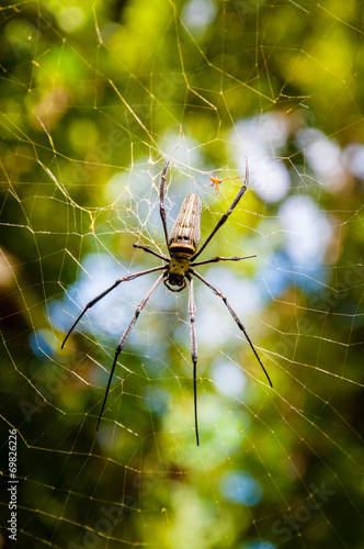 Large tropical spider in the web