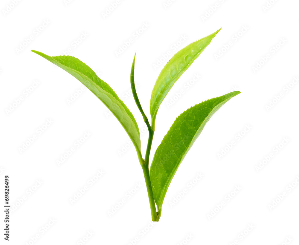 Fototapeta premium Green tea leaf isolated on white background
