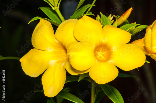 View of Yellow Exotic Flower in Thailand