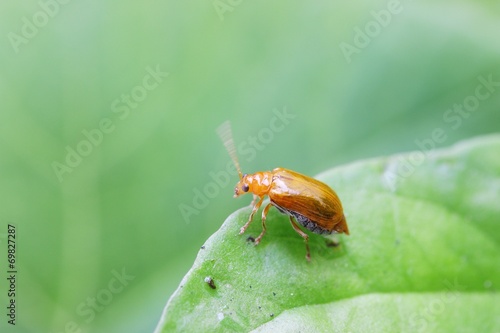 Pumpkin beetle on leaf