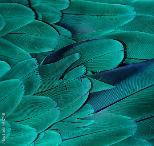Macaw Feathers (Teal)