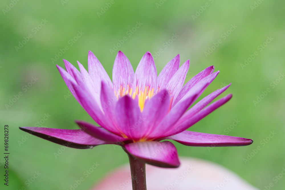 lotus lotus