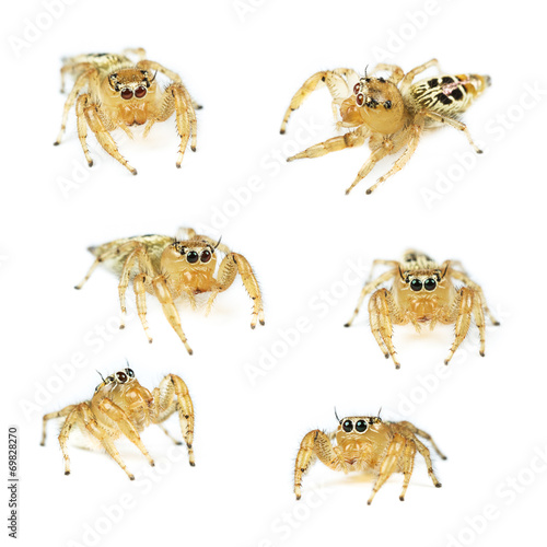 Female Thyene imperialis jumping spider set isolated