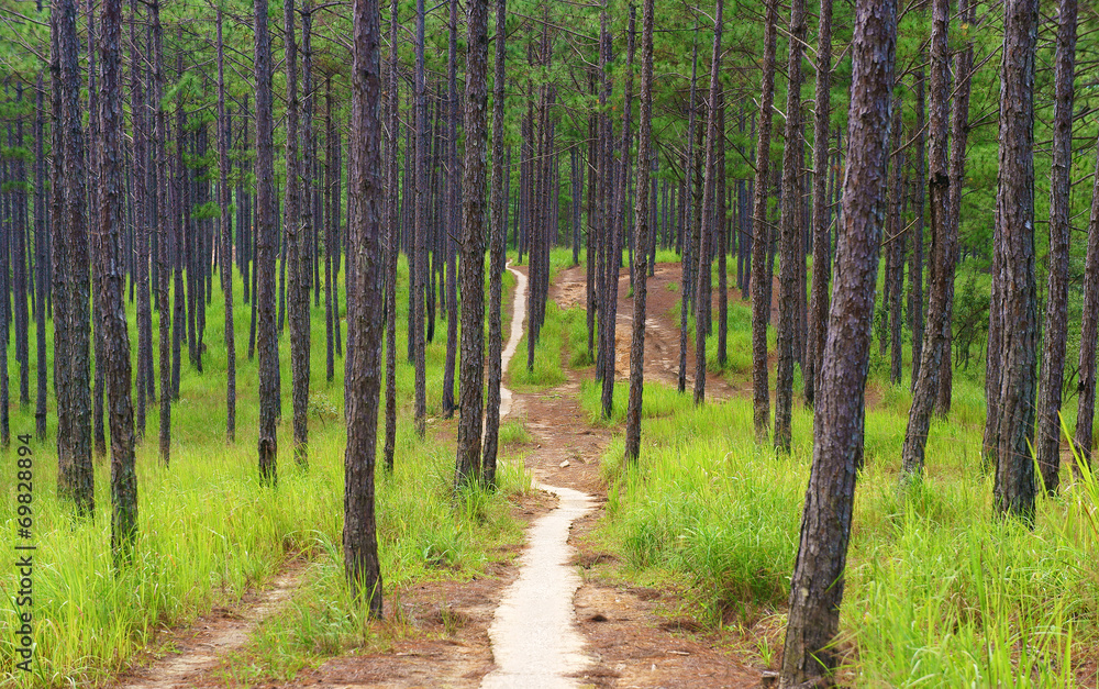 Fototapeta premium Beautiful Vietnam landscape, Dalat pine jungle
