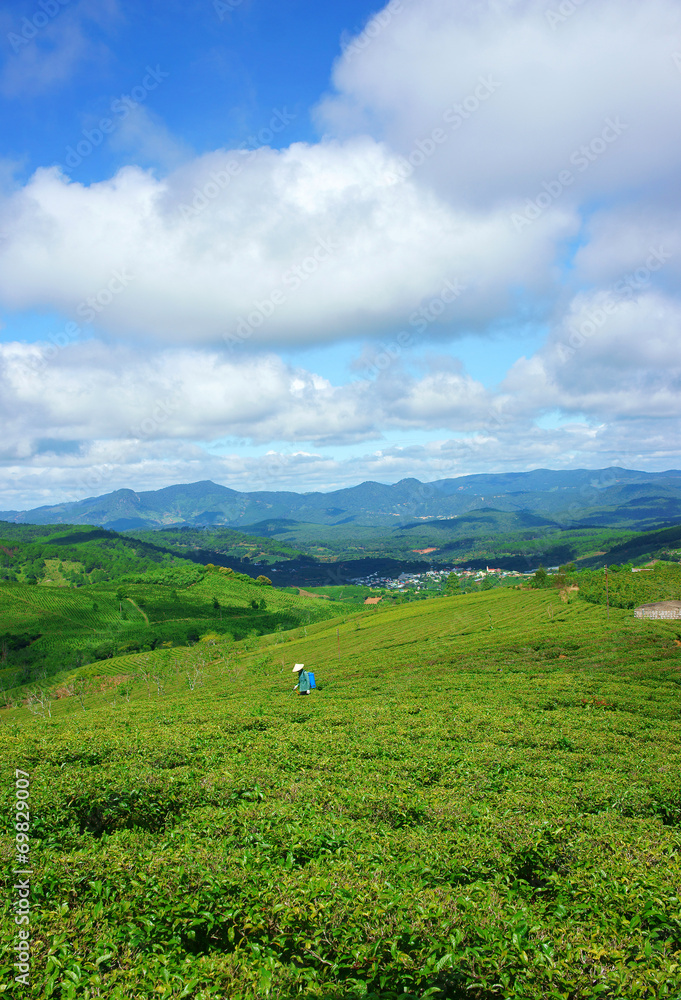 Impressive landscape, Dalat, Vietnam, tea plantation