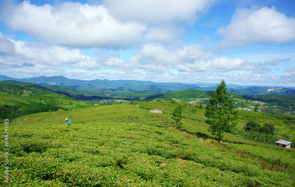Impressive landscape, Dalat, Vietnam, tea plantation Impressive landscape, Dalat, Vietnam, tea plantation