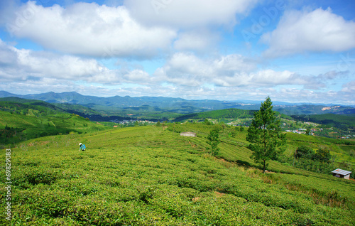 Impressive landscape, Dalat, Vietnam, tea plantation © xuanhuongho
