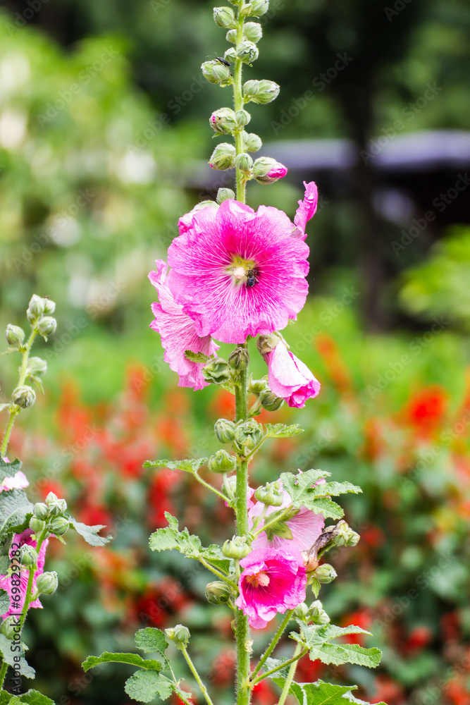 Pink Hollyhocks