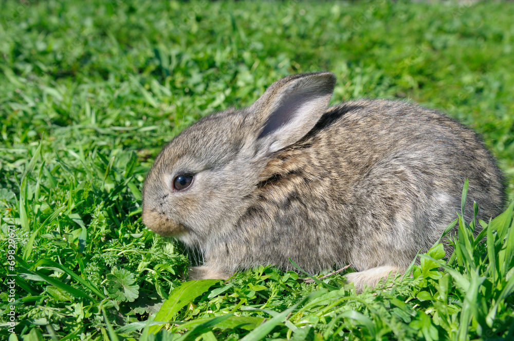 little rabbit on green grass background little rabbit on green grass background