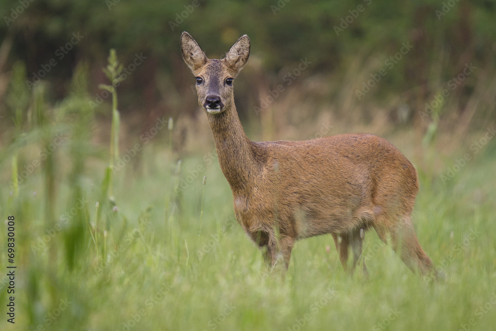 Weibliches Reh (Capreolus capreolus) 14 Weibliches Reh (Capreolus capreolus) 14