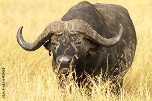 Cape Buffalo on the Masai Mara in Africa photo