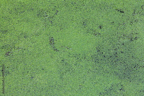 Green duckweed covered on the water surface © torsakarin