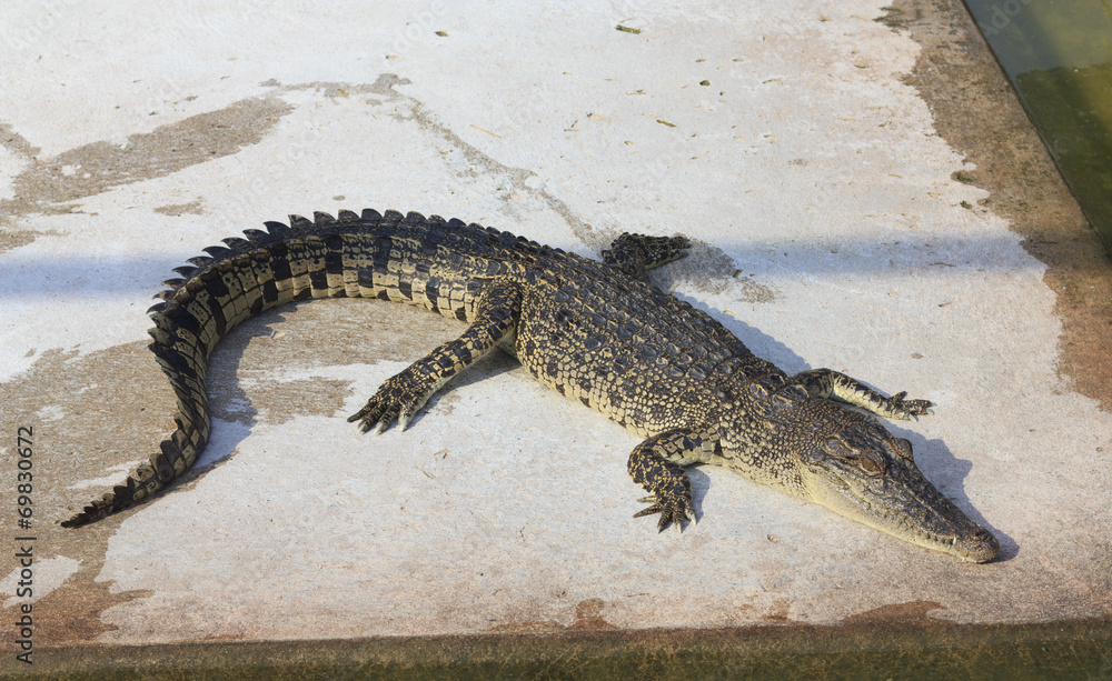 Fototapeta premium Crocodile agape. Shot in Samut Prakan Crocodile Farm and Zoo. Sa