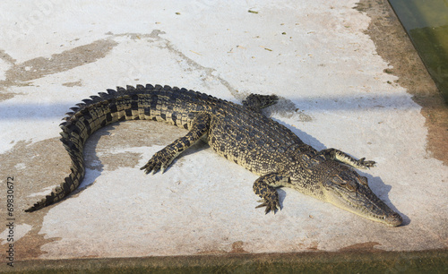 Crocodile agape. Shot in Samut Prakan Crocodile Farm and Zoo. Sa