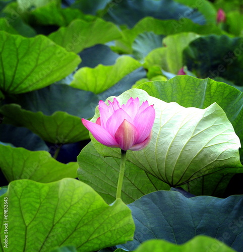 Pink water lily