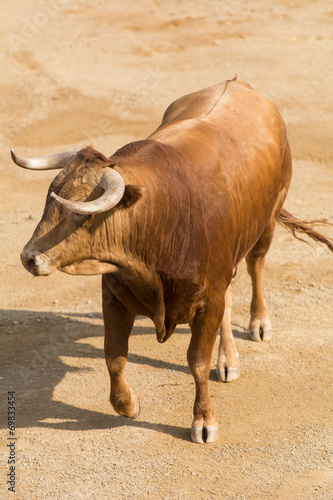 Toro Bravo Español