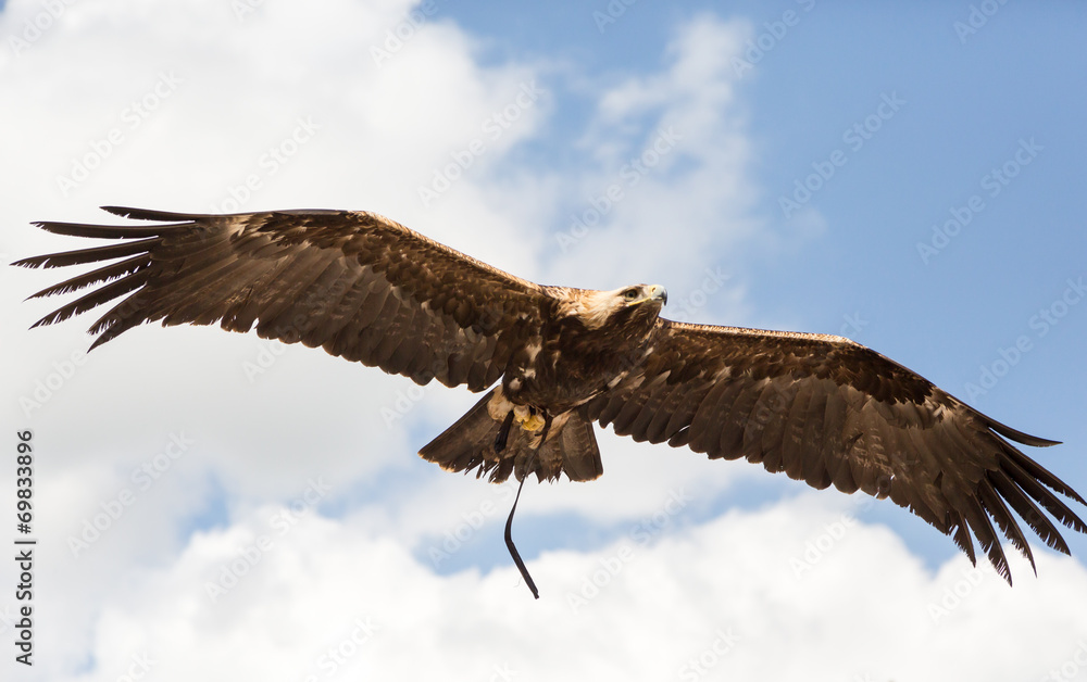 Oiseau Aigle impérial en vol Stock Photo Adobe Stock — free download