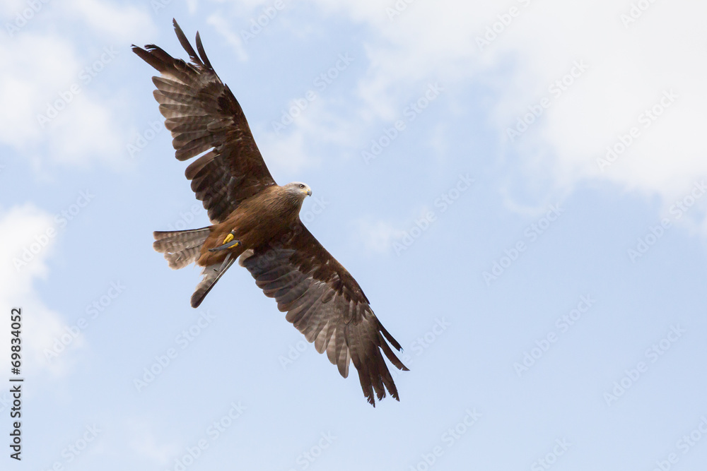 Fototapeta premium Oiseau aigle en vol