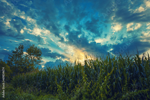 Cloud sky on grain field