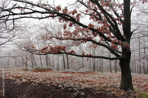 Winter tree © TTstudio