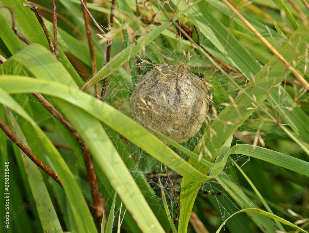 Kokon der Wespenspinne (Argiope bruennichi) Kokon der Wespenspinne (Argiope bruennichi)
